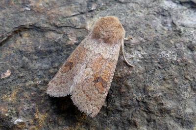<i>Orthosia miniosa</i>