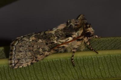 <i>Polyploca ridens</i>