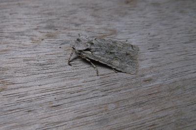 <i>Lithophane ornitopus</i>