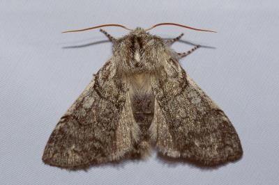 <i>Achlya flavicornis</i>