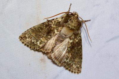 <i>Polyploca ridens</i>