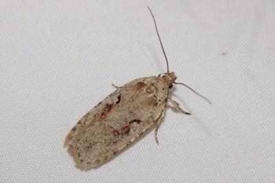 <i>Agonopterix ocellana</i>