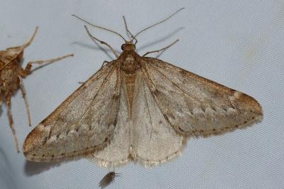 <i>Alsophila aescularia</i>