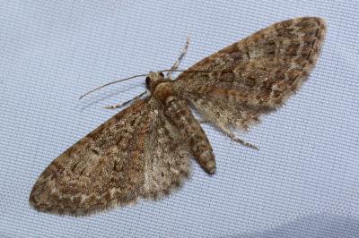 <i>Eupithecia abbreviata</i>