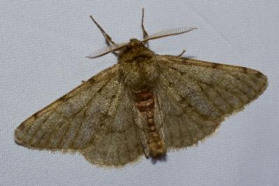 <i>Phigalia pilosaria</i>