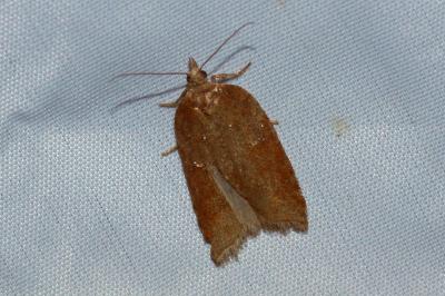 <i>Acleris hastiana</i>