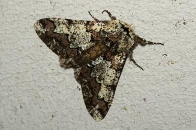 <i>Biston strataria</i>
