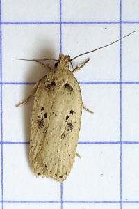 <i>Agonopterix yeatiana</i>
