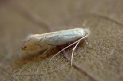 <i>Phyllonorycter harrisella</i>