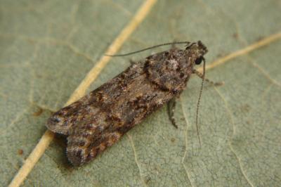 <i>Teleiopsis diffinis</i>