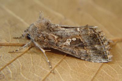 Trichoplusia ni