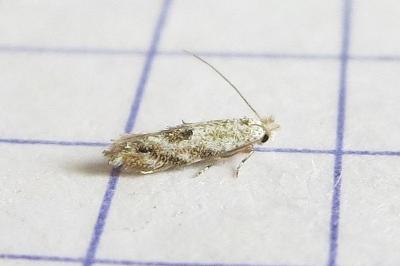 <i>Bucculatrix albedinella</i>