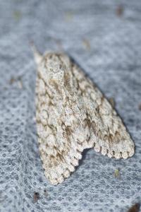 <i>Acronicta aceris</i>