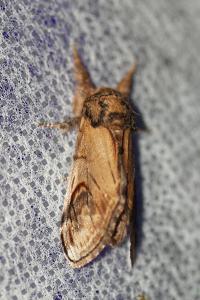 <i>Notodonta ziczac</i>