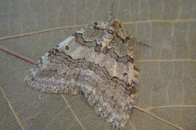 <i>Epirrita</i>