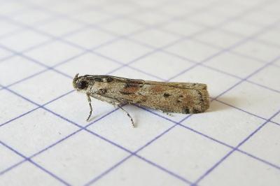 <i>Ancylosis oblitella</i>