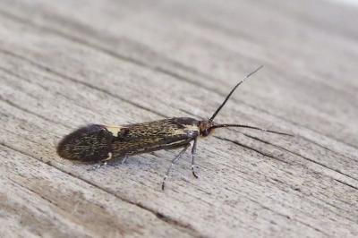 <i>Esperia sulphurella</i>