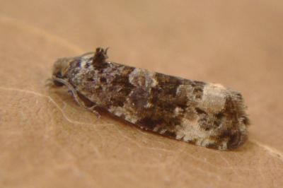 <i>Endothenia</i>