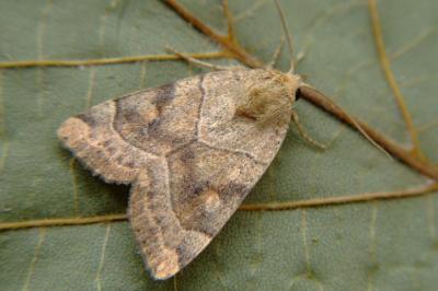 <i>Cosmia trapezina</i>
