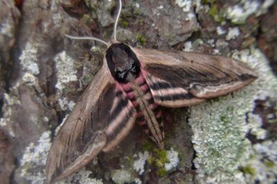 <i>Sphinx ligustri</i>