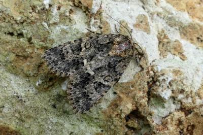 Acronicta rumicis