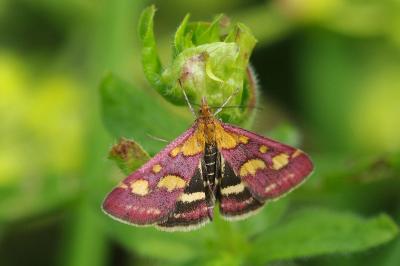 <i>Pyrausta purpuralis</i>