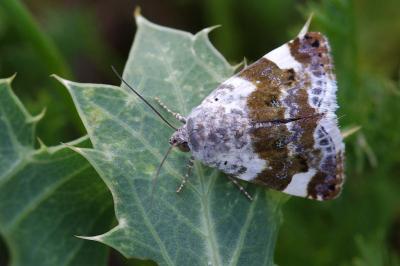 <i>Acontia lucida</i>