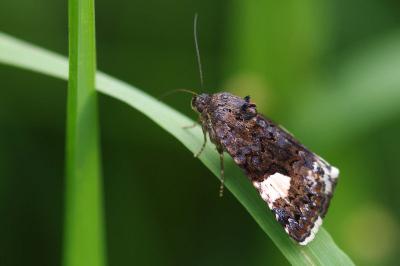 <i>Tyta luctuosa</i>
