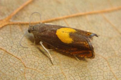 <i>Dichrorampha</i>