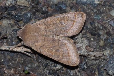 <i>Orthosia cerasi</i>