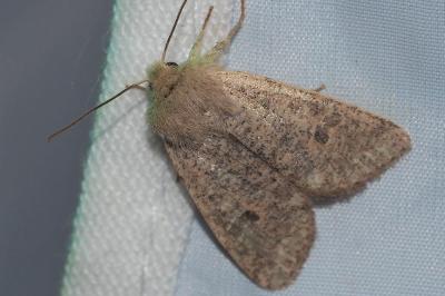 <i>Orthosia cruda</i>