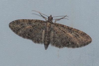 <i>Eupithecia abbreviata</i>