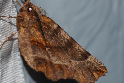 <i>Selenia dentaria</i>