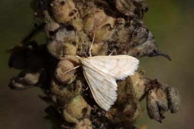 <i>Paracorsia repandalis</i>