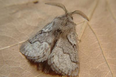 <i>Trichiura crataegi</i>