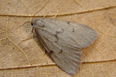 <i>Apaidia mesogona</i>