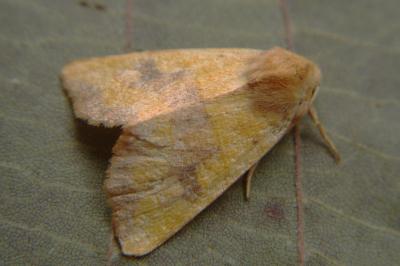 <i>Atethmia centrago</i>