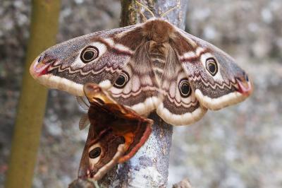 <i>Saturnia pavonia</i>