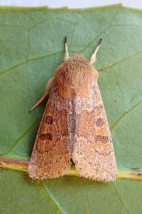 <i>Orthosia miniosa</i>