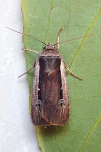 <i>Ochropleura leucogaster</i>