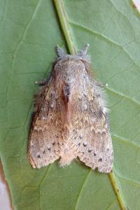 <i>Stauropus fagi</i>