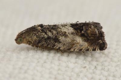 <i>Cydia splendana</i>