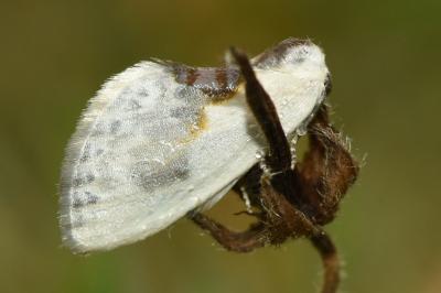 <i>Cilix glaucata</i>