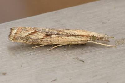 <i>Agriphila geniculea</i>