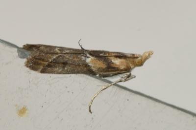<i>Ancylosis cinnamomella</i>