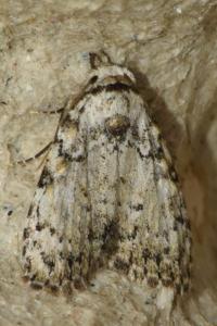 <i>Meganola strigula</i>