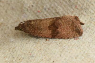 <i>Celypha striana</i>