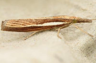 <i>Agriphila tristella</i>