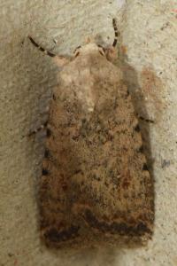 <i>Caradrina clavipalpis</i>