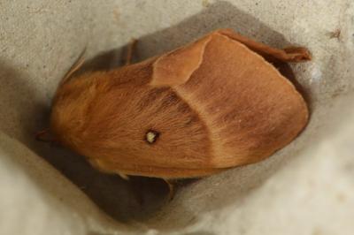 <i>Lasiocampa quercus</i>